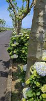 Hortensien Allee &ndash; &copy; Ria Heilmann (Eberhardt TRAVEL)