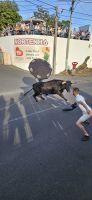 Terceira, Stierkampf an der langen Leine  &ndash; &copy; Ria Heilmann (Eberhardt TRAVEL)