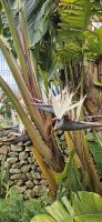 Bananen Strelizie &ndash; &copy; Ria Heilmann (Eberhardt TRAVEL)