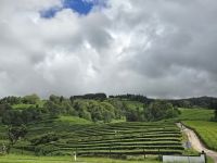 Tee Plantage Cha Gorreana