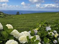 Tee Plantage Cha Gorreana &ndash; &copy; Katrin Jähne (Eberhardt TRAVEL)