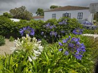 Tee Plantage Cha Gorreana &ndash; &copy; Katrin Jähne (Eberhardt TRAVEL)
