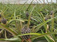 Ananasplantage in Sao Roque
