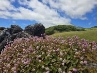 Blütenpracht auf Pico &ndash; &copy; Katrin Jähne (Eberhardt TRAVEL)