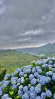 Hortensienblüten - Ponta Delgada - Azoren - Portugal.jpeg