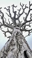 Entwurzelter Baum - Horta - Azoren - Portugal.jpeg