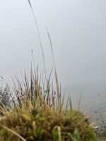 Moos mit Gras - São Roque Do Pico - Azoren - Portugal.jpeg &ndash; &copy; Manuel González Urrutia (Eberhardt TRAVEL)