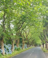 Blühende Straße - Angra do Heroísmo - Azoren - Portugal.jpeg &ndash; &copy; Manuel González Urrutia (Eberhardt TRAVEL)