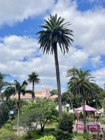 Palmen und Garten - Angra do Heroísmo - Azoren - Portugal.jpeg &ndash; &copy; Manuel González Urrutia (Eberhardt TRAVEL)