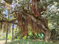Ein Metrosideros Robusta aus Neuseeland,Terra-Nostra-Park, São Miguel  &ndash; &copy; Monika Cortese (Eberhardt TRAVEL)