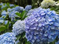 Hortensien &ndash; &copy; Monika Cortese (Eberhardt TRAVEL)