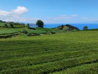 Teeplantage, São Miguel 