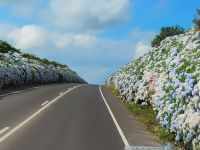 Blütenmeer aus Hortensien entlang der Straßen São Miguels &ndash; &copy; Monika Cortese (Eberhardt TRAVEL)