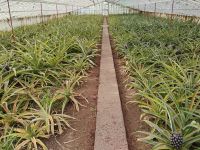 Besuch in der Ananasplantage, São Miguel  &ndash; &copy; Monika Cortese (Eberhardt TRAVEL)