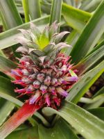 Blühende Ananaspflanze &ndash; &copy; Monika Cortese (Eberhardt TRAVEL)