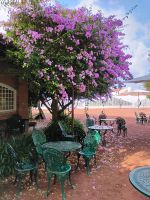 Besuch in der Ananasplantage  &ndash; &copy; Monika Cortese (Eberhardt TRAVEL)