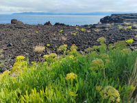 Meerfenchel, Pico  &ndash; &copy; Monika Cortese (Eberhardt TRAVEL)