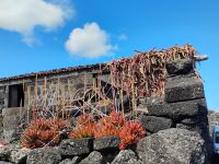 Wo die Natur sich ihren Raum zurückerobert: alte Häuser in Lajido, Pico  &ndash; &copy; Monika Cortese (Eberhardt TRAVEL)