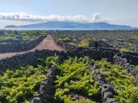 Picos Weinlandschaft mit Blick auf den Atlantik und Faial &ndash; &copy; Monika Cortese (Eberhardt TRAVEL)