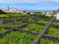 Weinanbau in Biscoitos, Terceira  &ndash; &copy; Monika Cortese (Eberhardt TRAVEL)