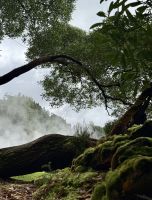 Dampfiger Wald - Povoação - Azoren - Portugal.jpeg &ndash; &copy; Manuel González Urrutia (Eberhardt TRAVEL)