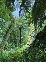 Grüner Wald - Povoação - Azoren - Portugal.jpeg &ndash; &copy; Manuel González Urrutia (Eberhardt TRAVEL)