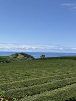 Teeplantagen - Ribeira Grande - Azoren - Portugal.jpeg &ndash; &copy; Manuel González Urrutia (Eberhardt TRAVEL)
