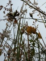 Blumen und Tropfen - Horta - Azoren - Portugal.jpeg &ndash; &copy; Manuel González Urrutia (Eberhardt TRAVEL)