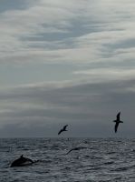 Delphine und Vögel - Portugal.jpeg &ndash; &copy; Manuel González Urrutia (Eberhardt TRAVEL)