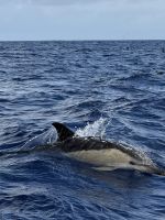 Delphin im Wasser - Portugal.jpeg &ndash; &copy; Manuel González Urrutia (Eberhardt TRAVEL)