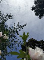 Blumen und Himmel - Angra do Heroísmo - Azoren - Portugal.jpeg &ndash; &copy; Manuel González Urrutia (Eberhardt TRAVEL)