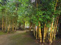 Botanischer Garten von Ponta Delgada &ndash; &copy; Celine Patzak (Eberhardt TRAVEL)