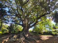 Botanischer Garten von Ponta Delgada &ndash; &copy; Celine Patzak (Eberhardt TRAVEL)