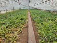 Ananasplantage in Ponta Delgada &ndash; &copy; Celine Patzak (Eberhardt TRAVEL)