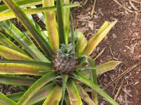 Ananasplantage in Ponta Delgada &ndash; &copy; Celine Patzak (Eberhardt TRAVEL)