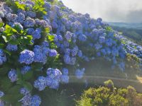 Hortensien auf den Azoren &ndash; &copy; Celine Patzak (Eberhardt TRAVEL)