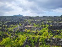 Weinbaulandschaft von Criação Velha &ndash; &copy; Celine Patzak (Eberhardt TRAVEL)