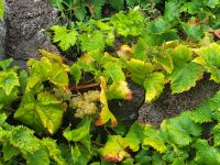 Weinbaulandschaft von Criação Velha &ndash; &copy; Celine Patzak (Eberhardt TRAVEL)