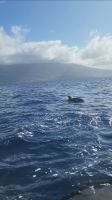 Delfine in Faial  &ndash; &copy; Celine Patzak (Eberhardt TRAVEL)