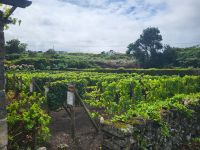 Weinmuseum von Biscoitos &ndash; &copy; Celine Patzak (Eberhardt TRAVEL)