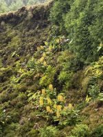 Ausflug Tag4 Lago verde,Sete Citades,Ananasplantage &ndash; &copy; Torsten Kettmann (Eberhardt TRAVEL)