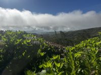 Tag 6 Inselrundfahrt Faial &ndash; &copy; Torsten Kettmann (Eberhardt TRAVEL)