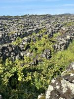 Tag 7 Insel Pico &ndash; &copy; Torsten Kettmann (Eberhardt TRAVEL)
