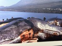 Tag 7 Insel Pico &ndash; &copy; Torsten Kettmann (Eberhardt TRAVEL)