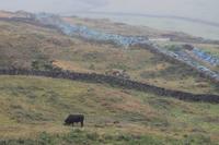 Terceira: Stiere für den Stierkampf - Hortensienhecken &ndash; &copy; Isabel Braksiek (Eberhardt TRAVEL)