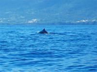 ein Pottwal &ndash; &copy; Annette Lenz (Eberhardt TRAVEL)