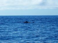 Schnabelwale &ndash; &copy; Annette Lenz (Eberhardt TRAVEL)