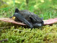 Terra Nostra Park Furnas - Baby-Fledermaus &ndash; &copy; Annette Lenz (Eberhardt TRAVEL)
