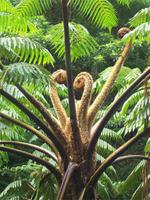 Caldeira Velha &ndash; &copy; Annette Lenz (Eberhardt TRAVEL)