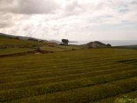 Azoren August 2014 101 &ndash; &copy; Barbara Werrmann (Eberhardt TRAVEL)